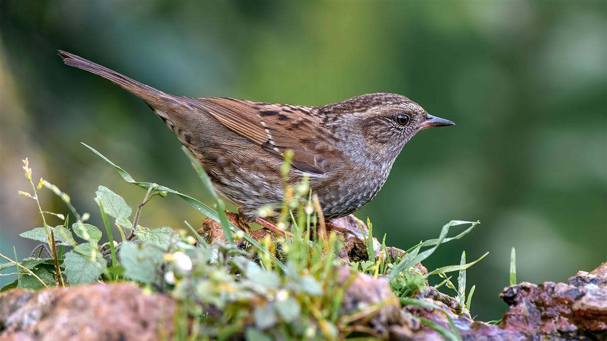 Dunnock