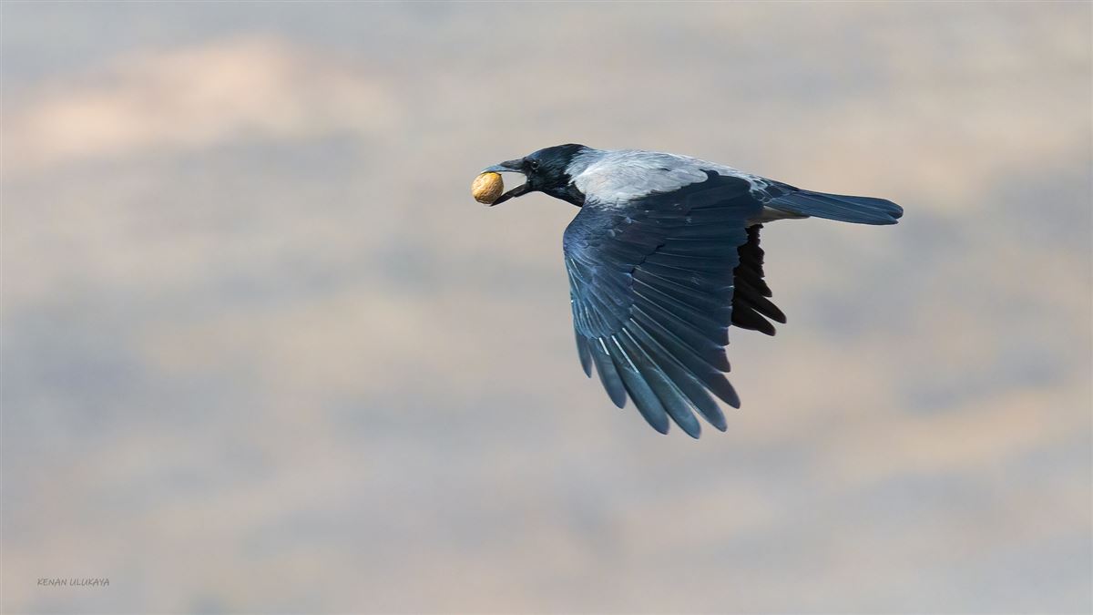 Hooded Crow