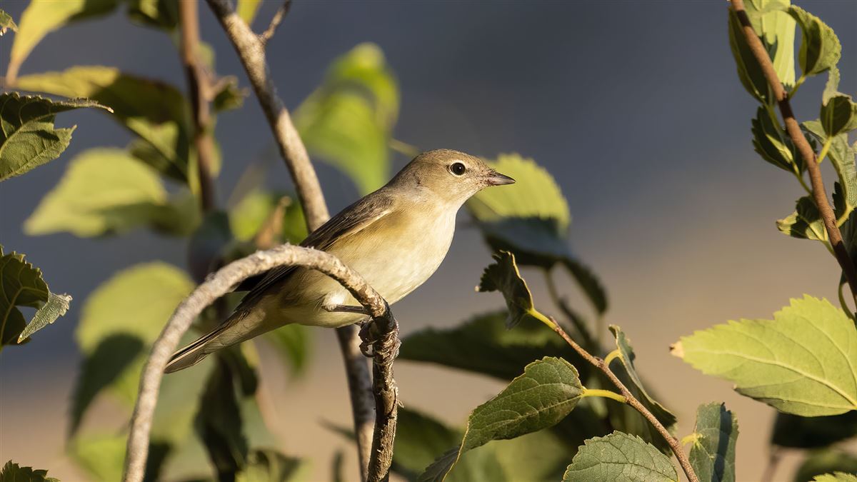Garden Warbler
