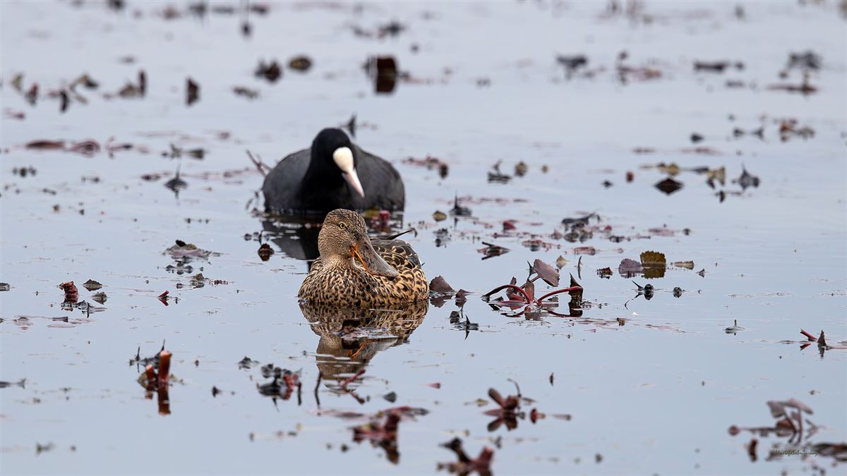 Northern Shoveler