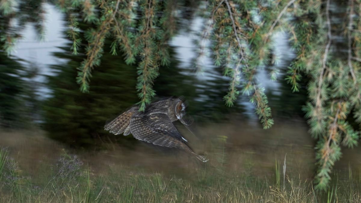 Long-eared Owl