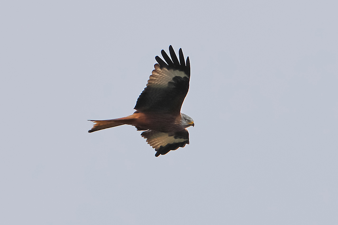 Red Kite