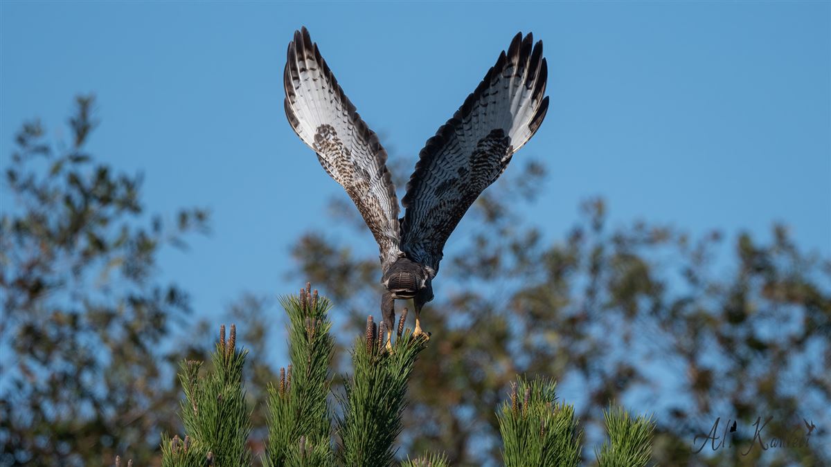 Common Buzzard