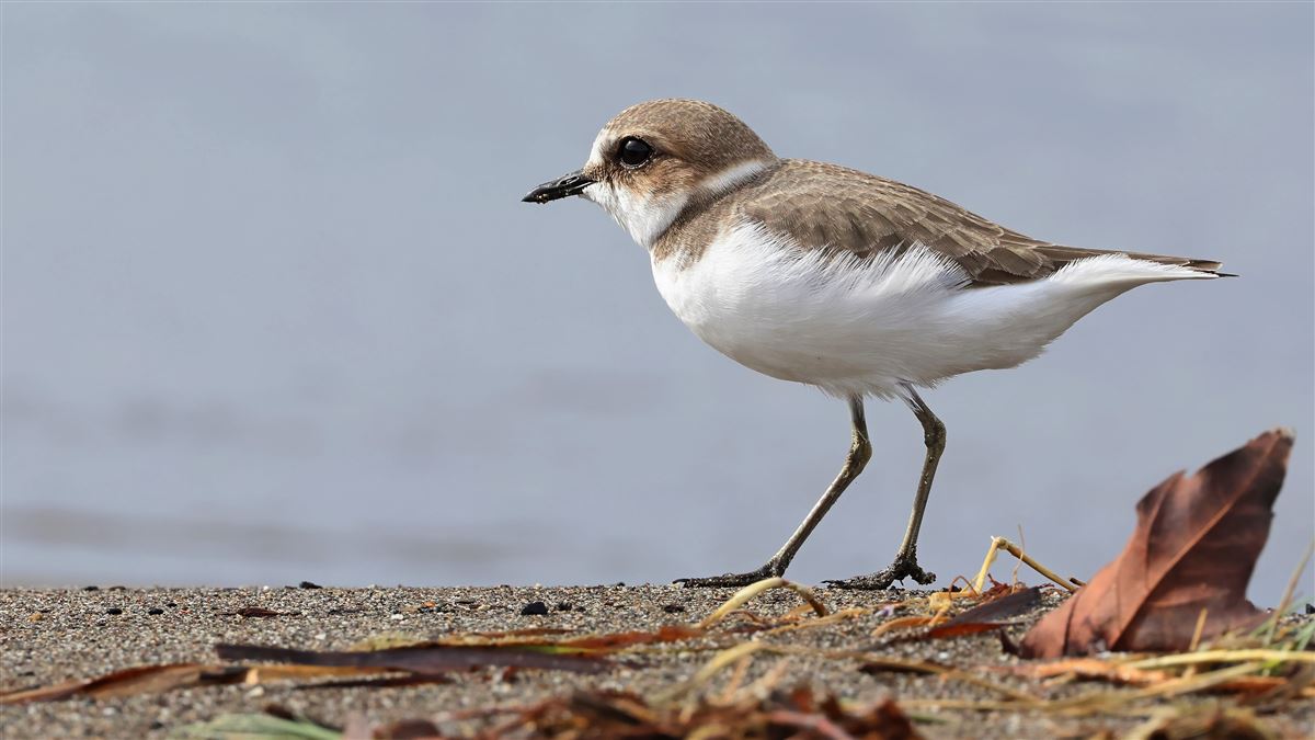 Kentish Plover
