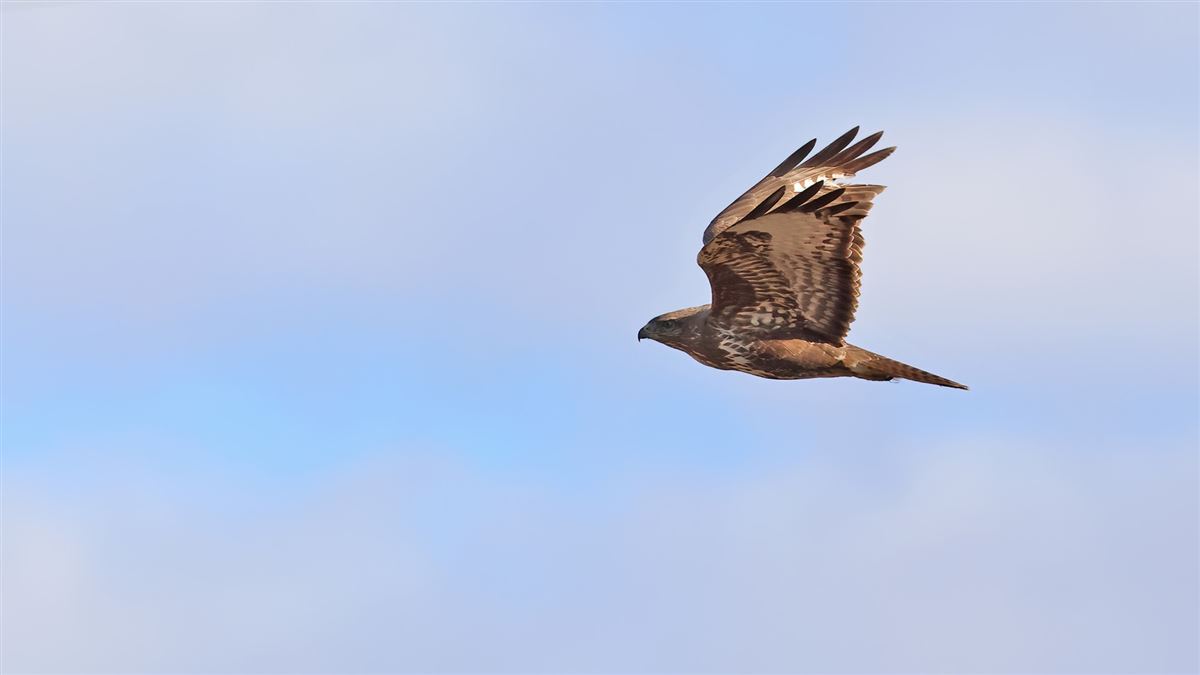 Common Buzzard