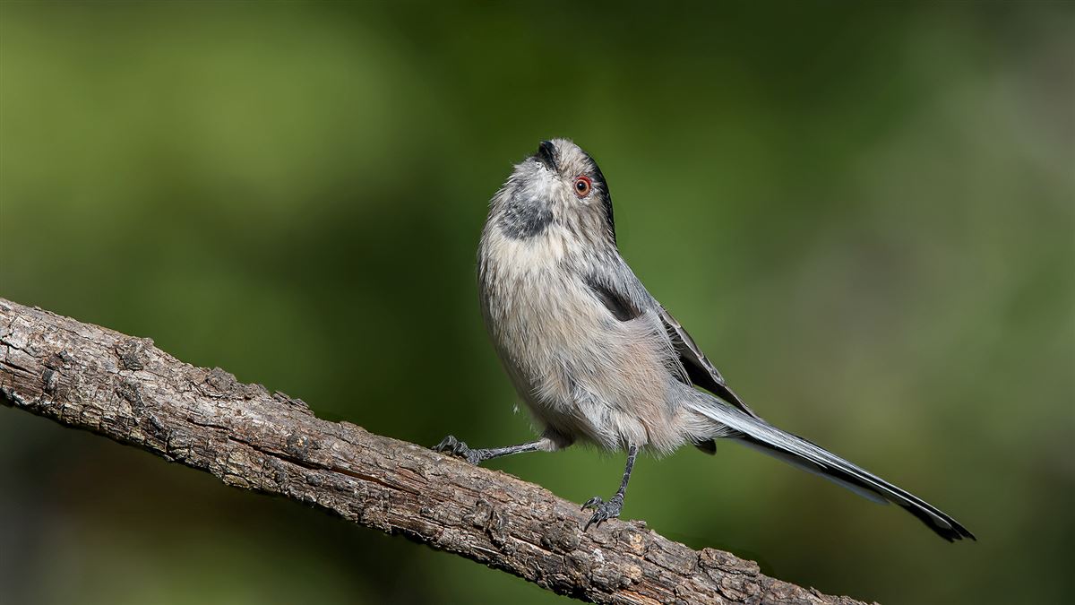 Long-tailed Tit