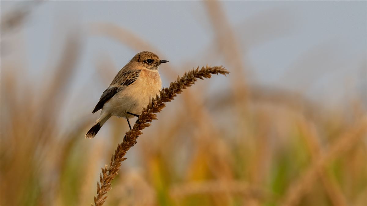 Siberian Stonechat