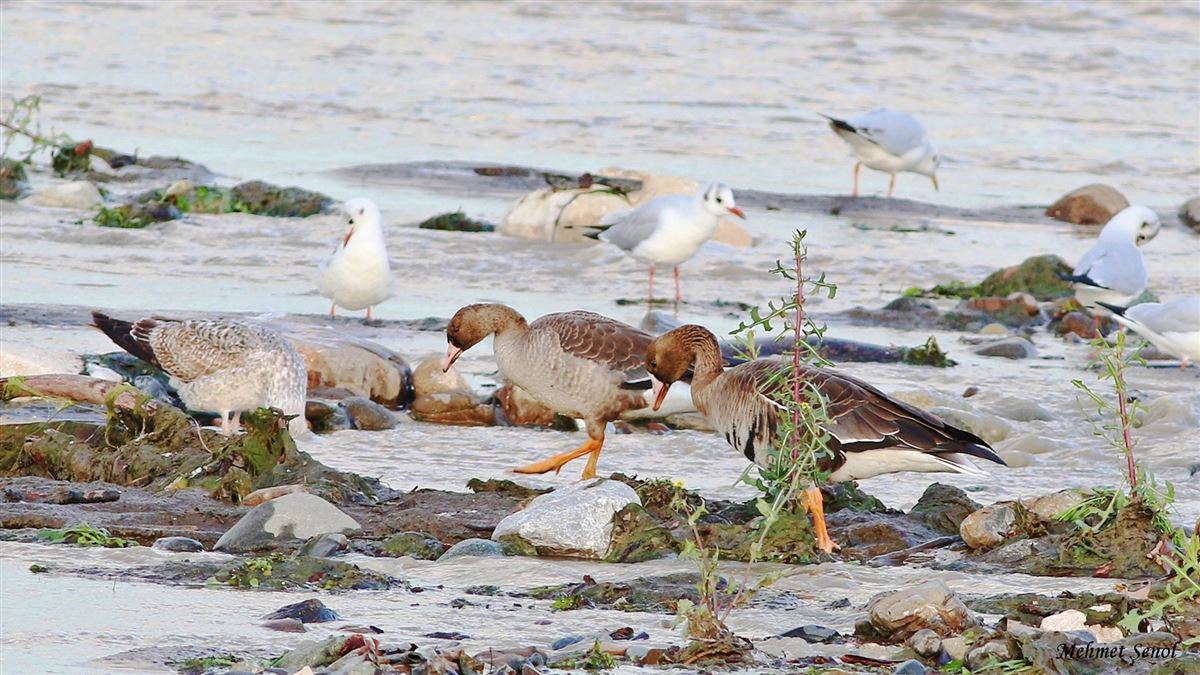 Greater White-fronted Goose