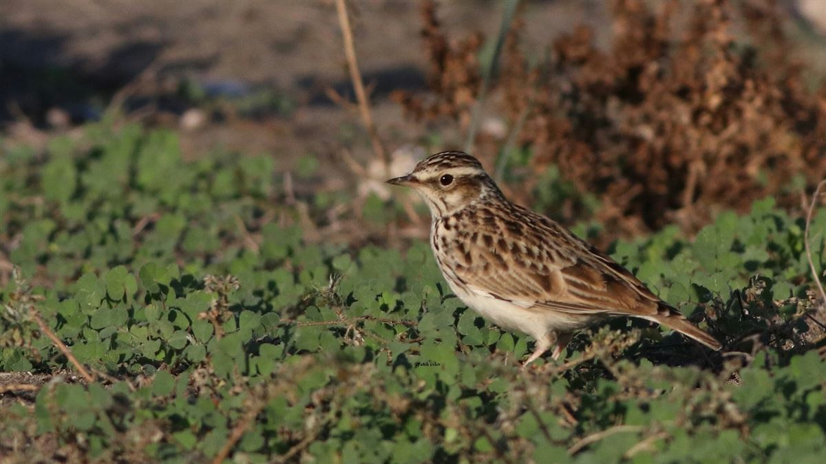 Woodlark