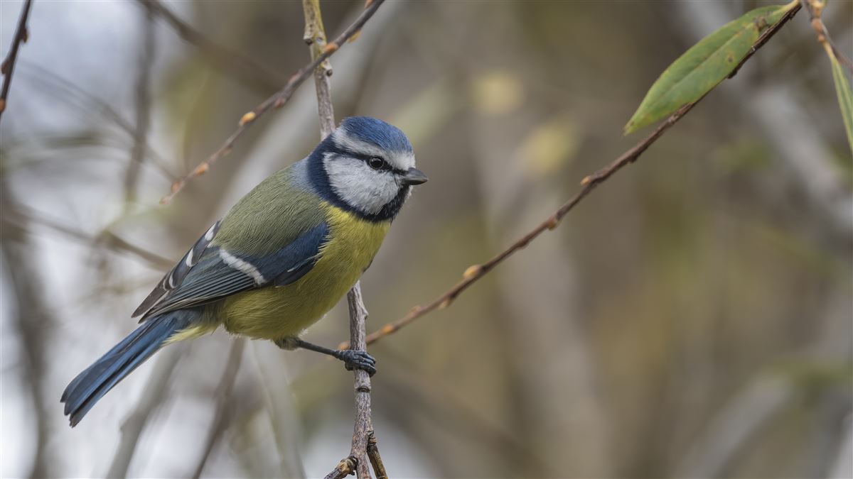 Eurasian Blue Tit