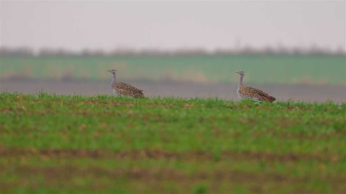 Great Bustard