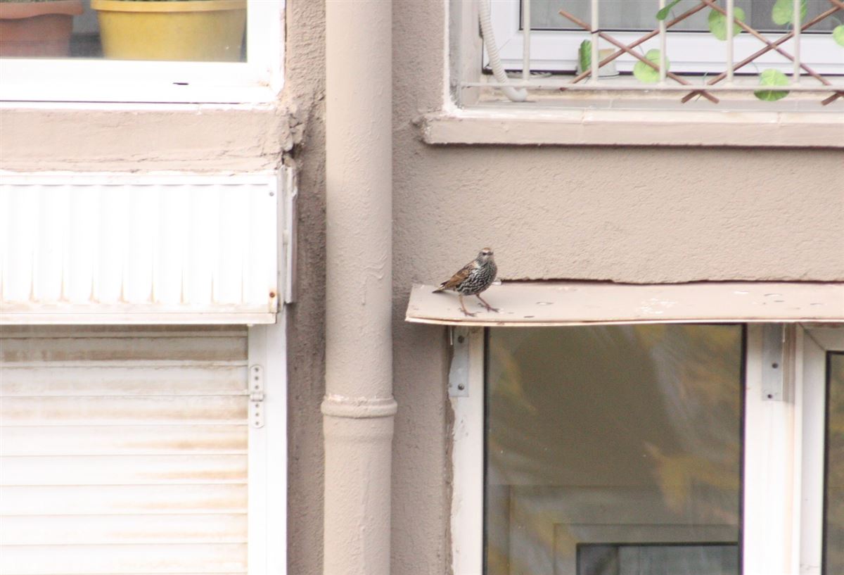 Common Starling