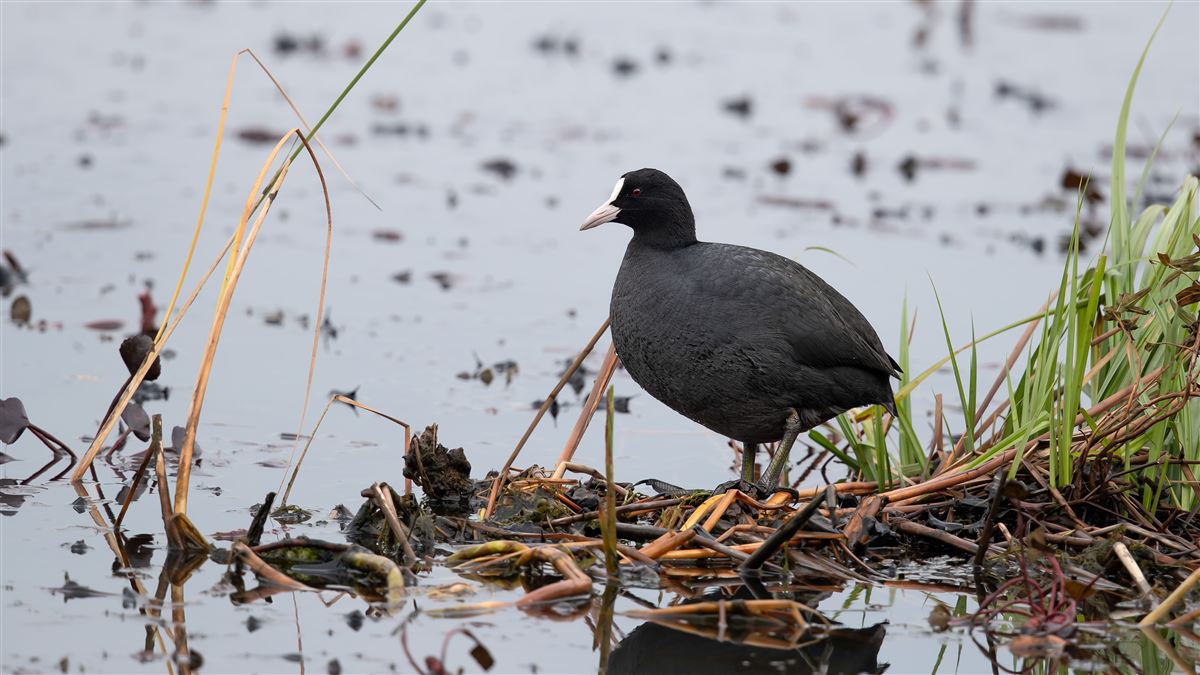 Eurasian Coot