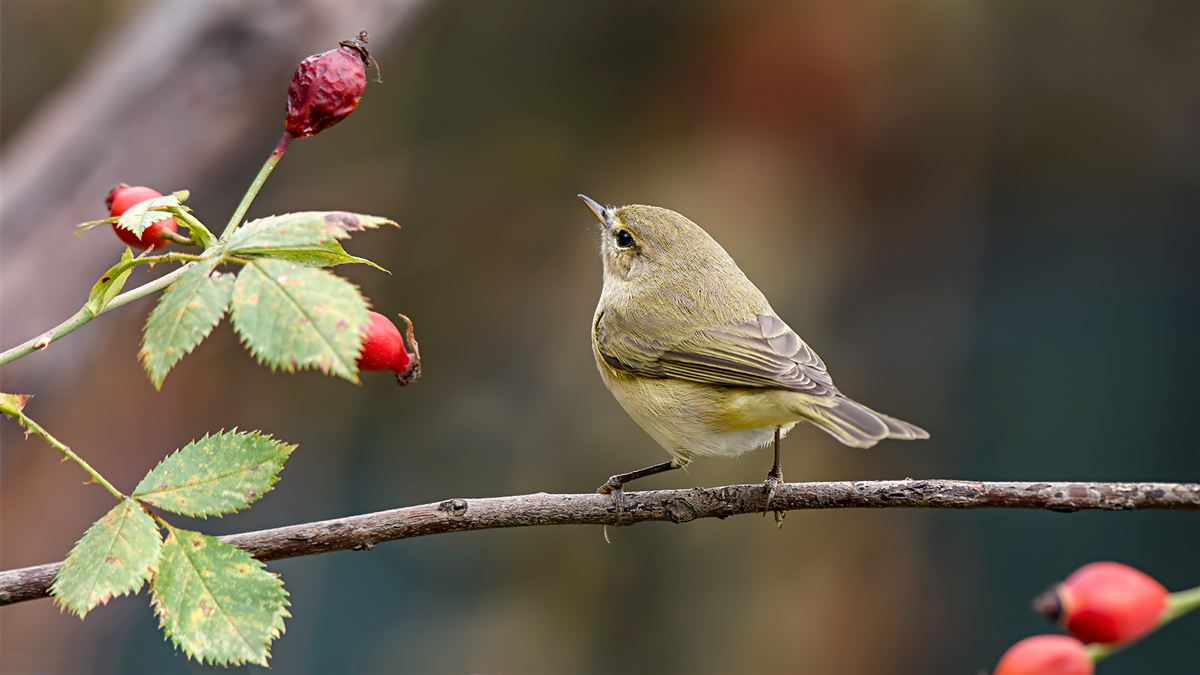 Common Chiffchaff