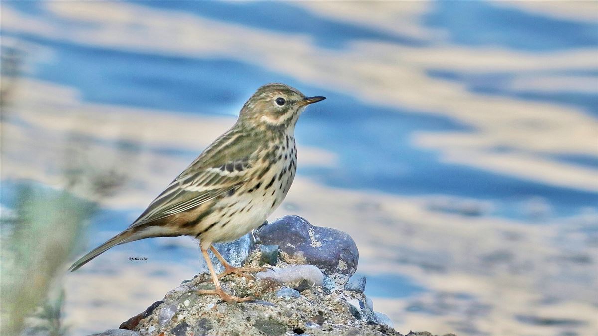 Meadow Pipit