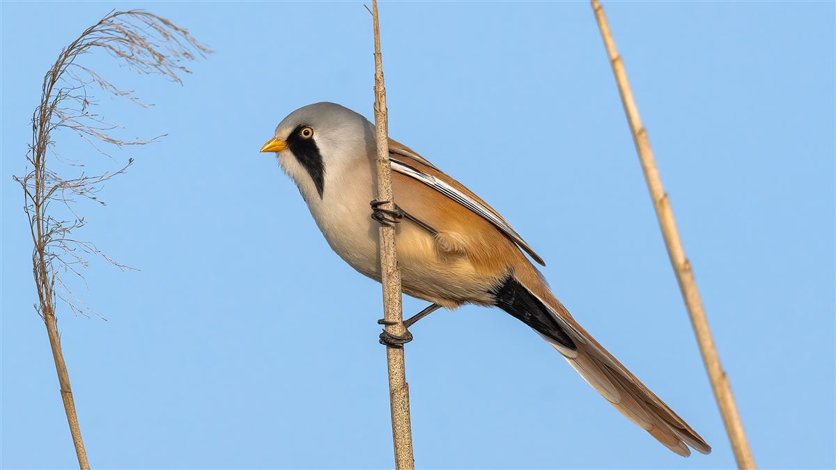 Bearded Reedling