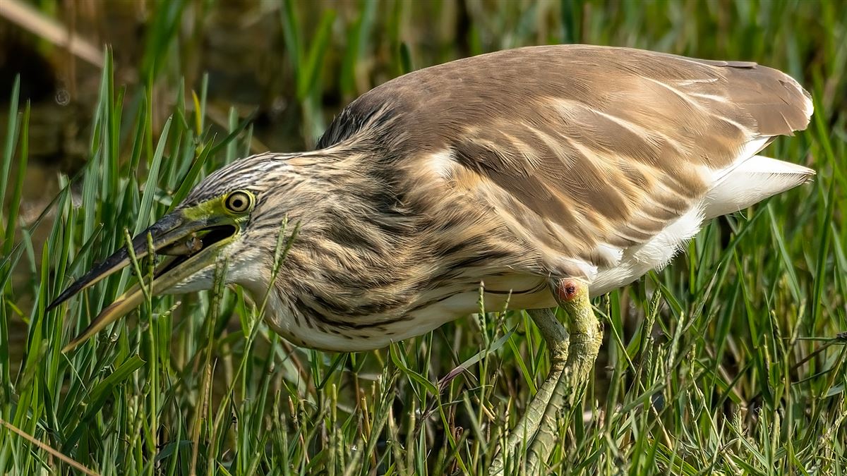 Squacco Heron