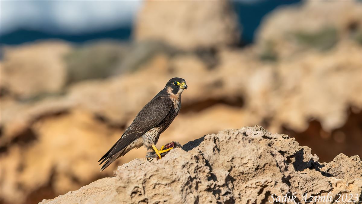 Peregrine Falcon