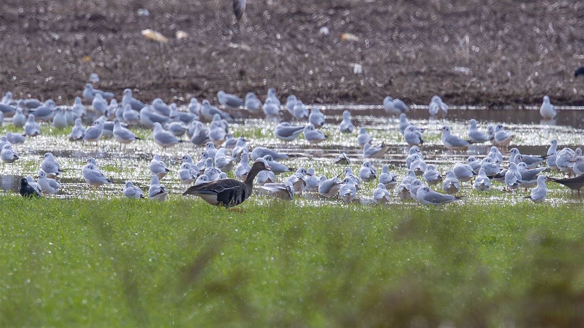 Greater White-fronted Goose