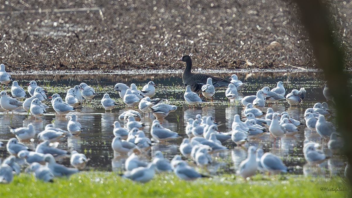 Greater White-fronted Goose