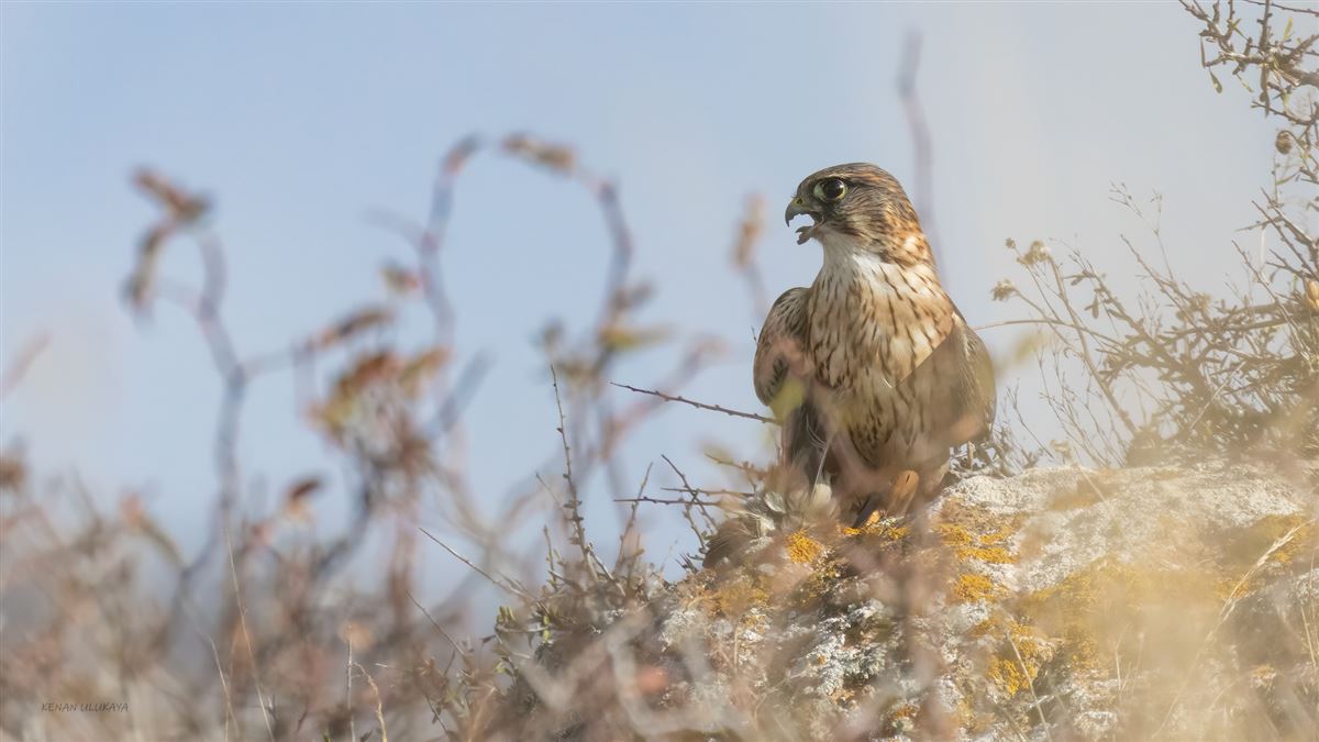 Merlin