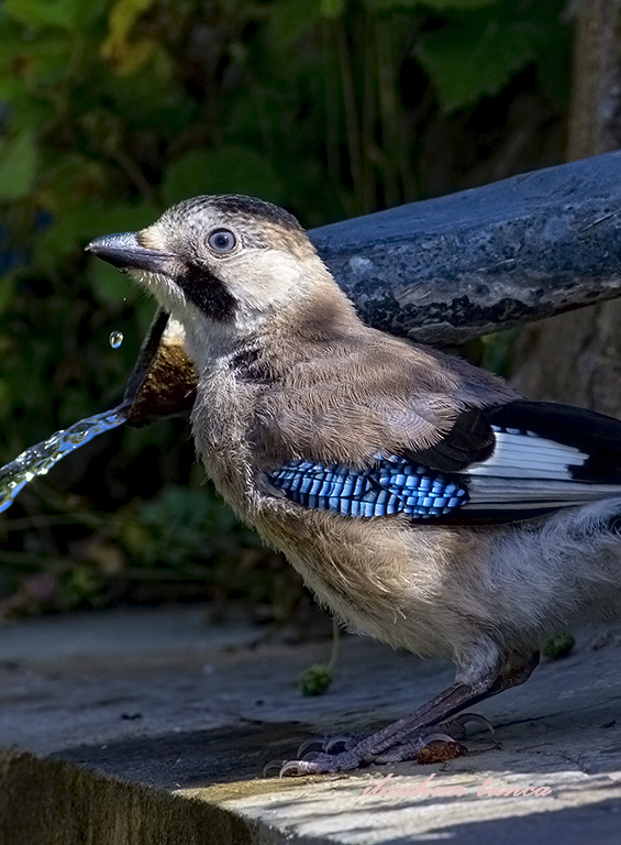 Eurasian Jay