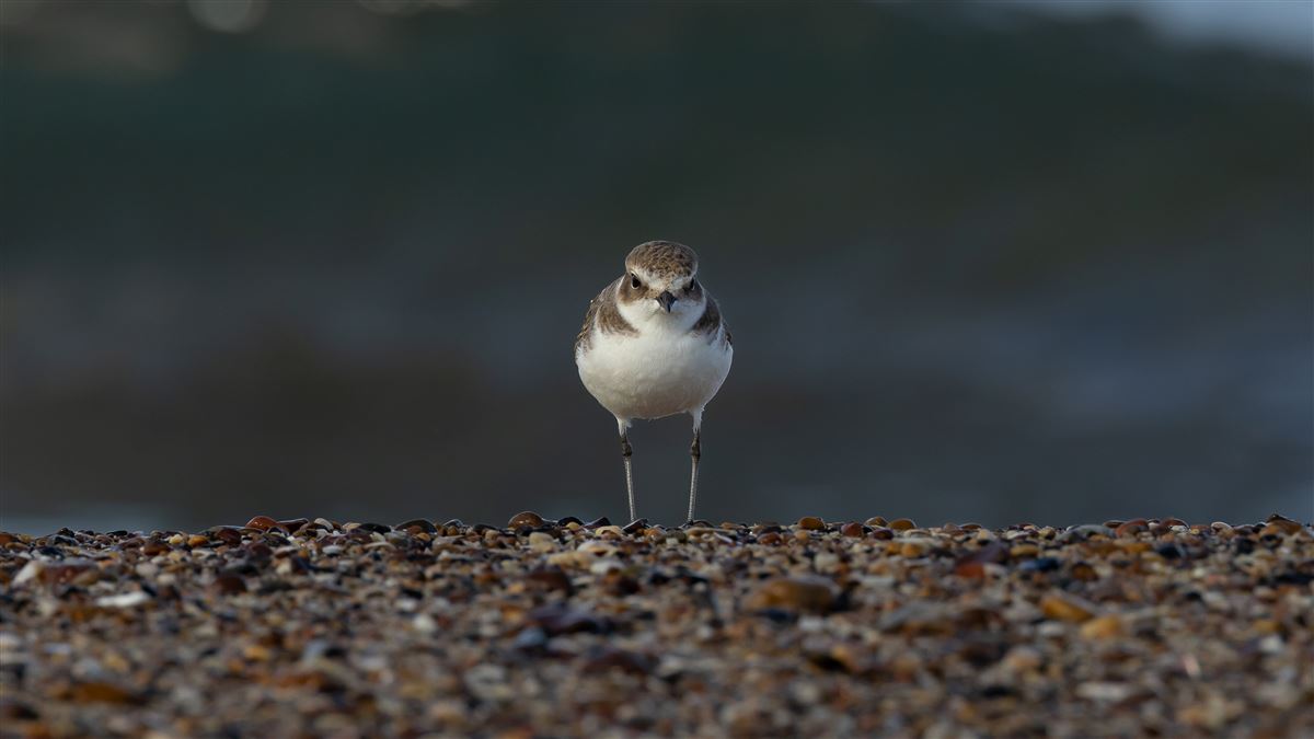 Kentish Plover