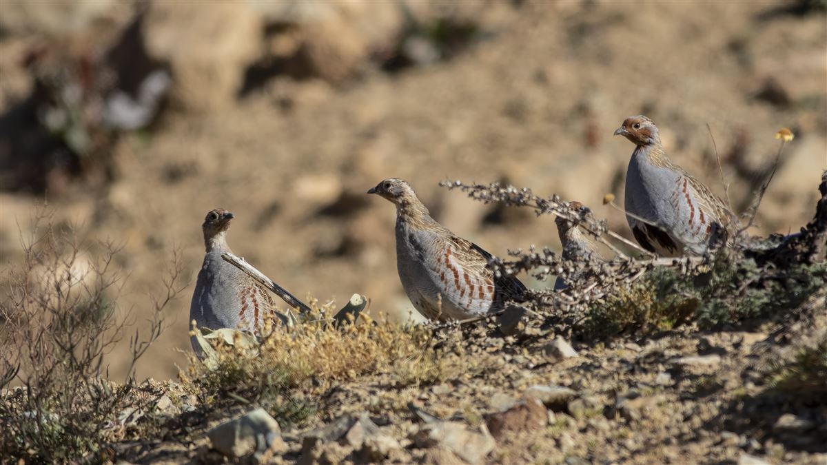 Grey Partridge