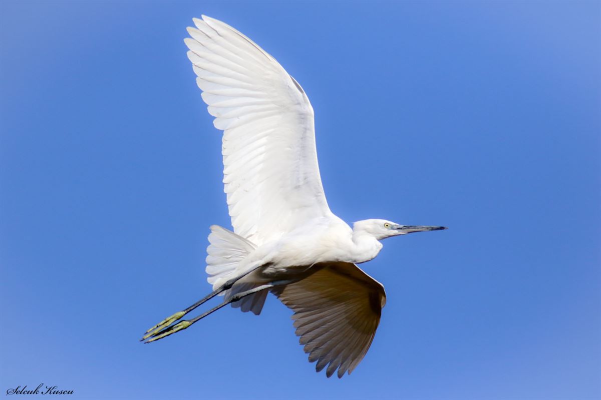 Little Egret