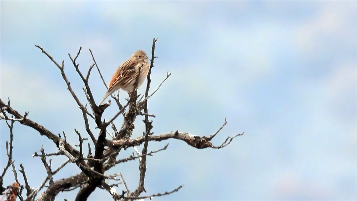 Pine Bunting