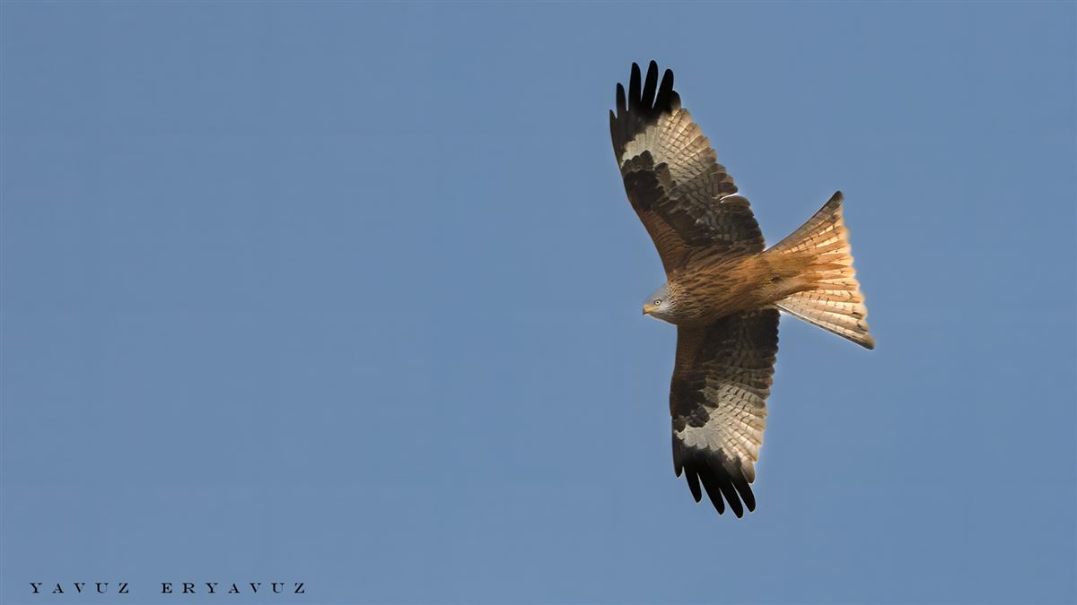 Red Kite
