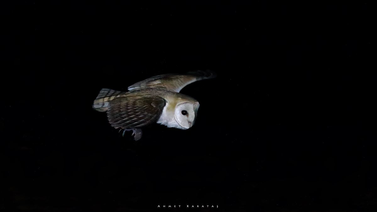 Western Barn Owl