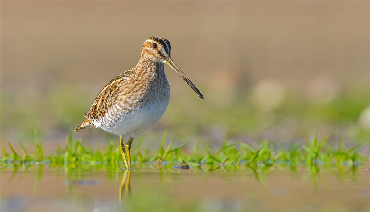 Common Snipe