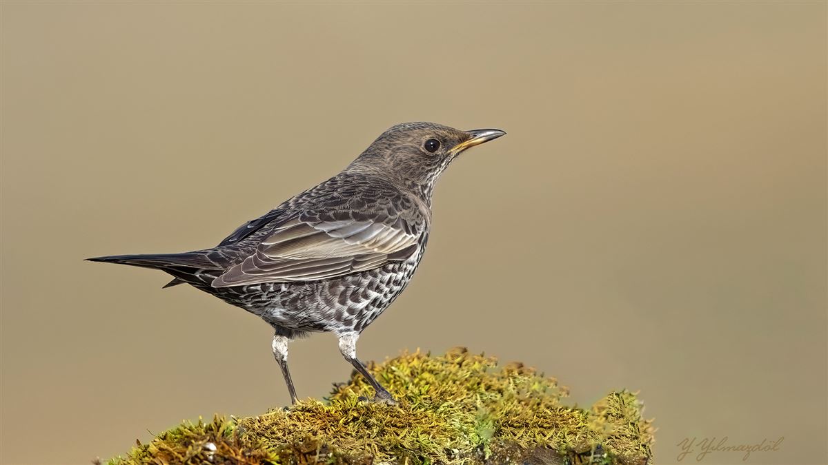Ring Ouzel