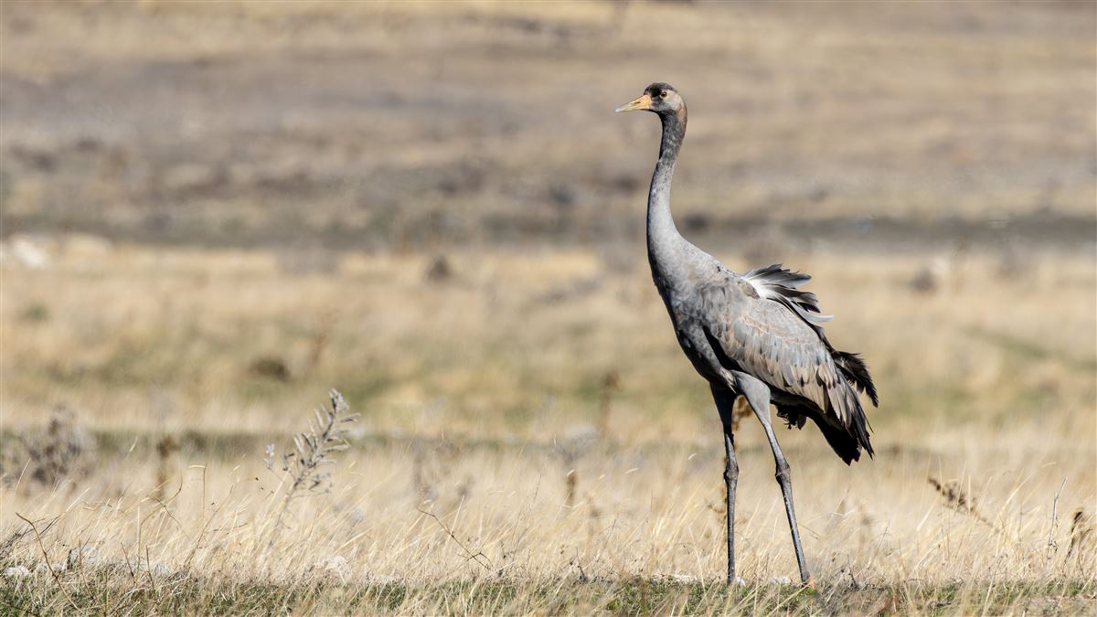Common Crane