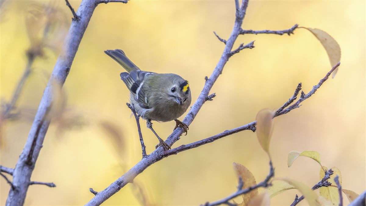Goldcrest