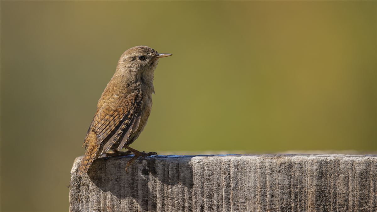 Eurasian Wren