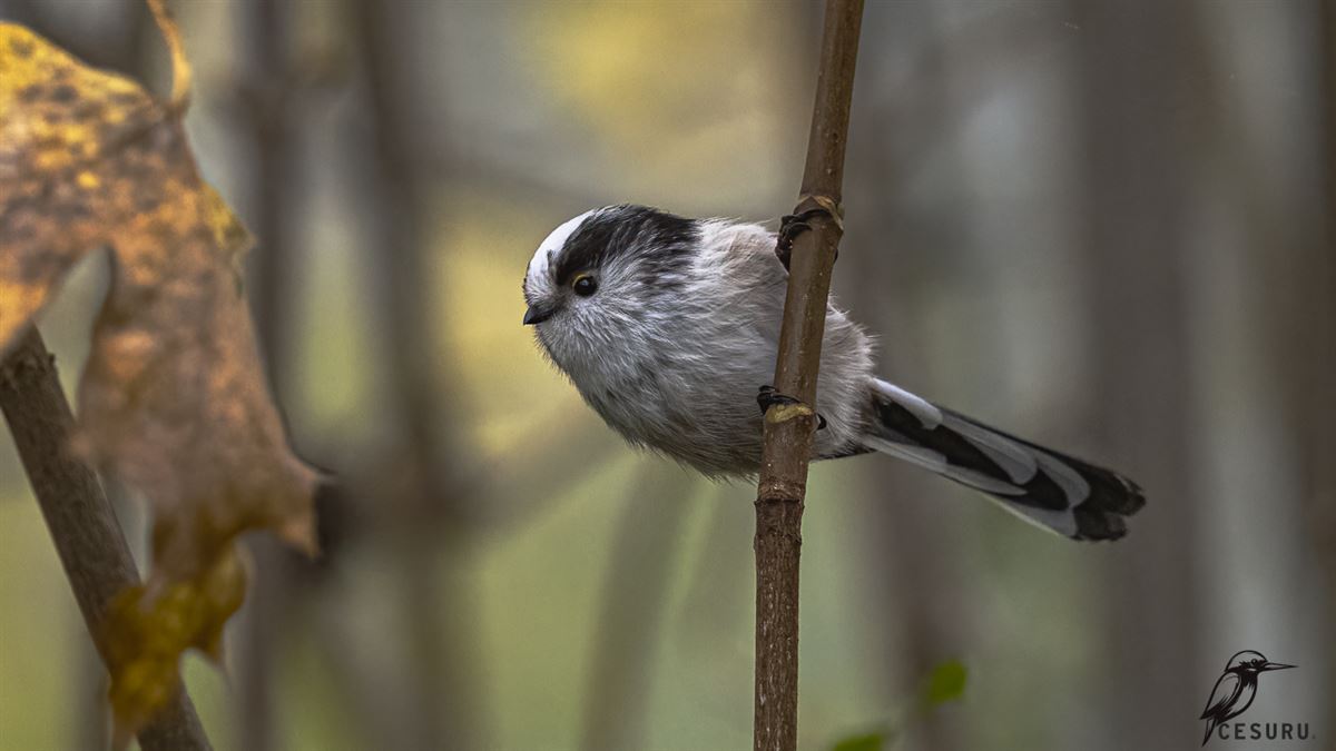 Long-tailed Tit