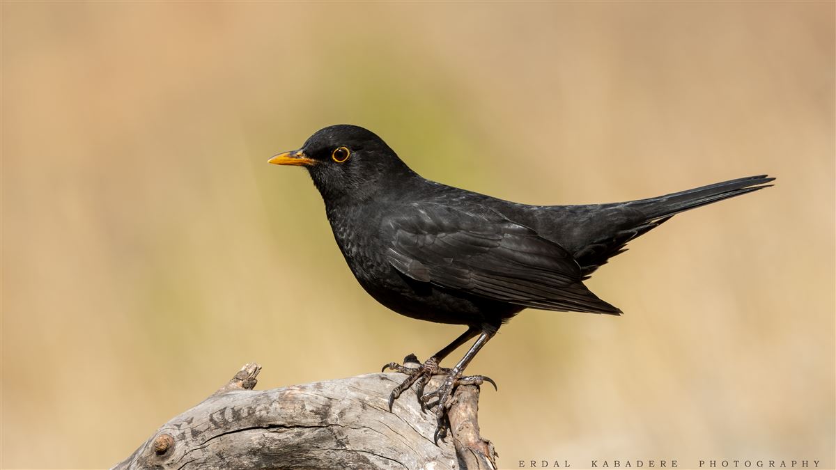 Common Blackbird