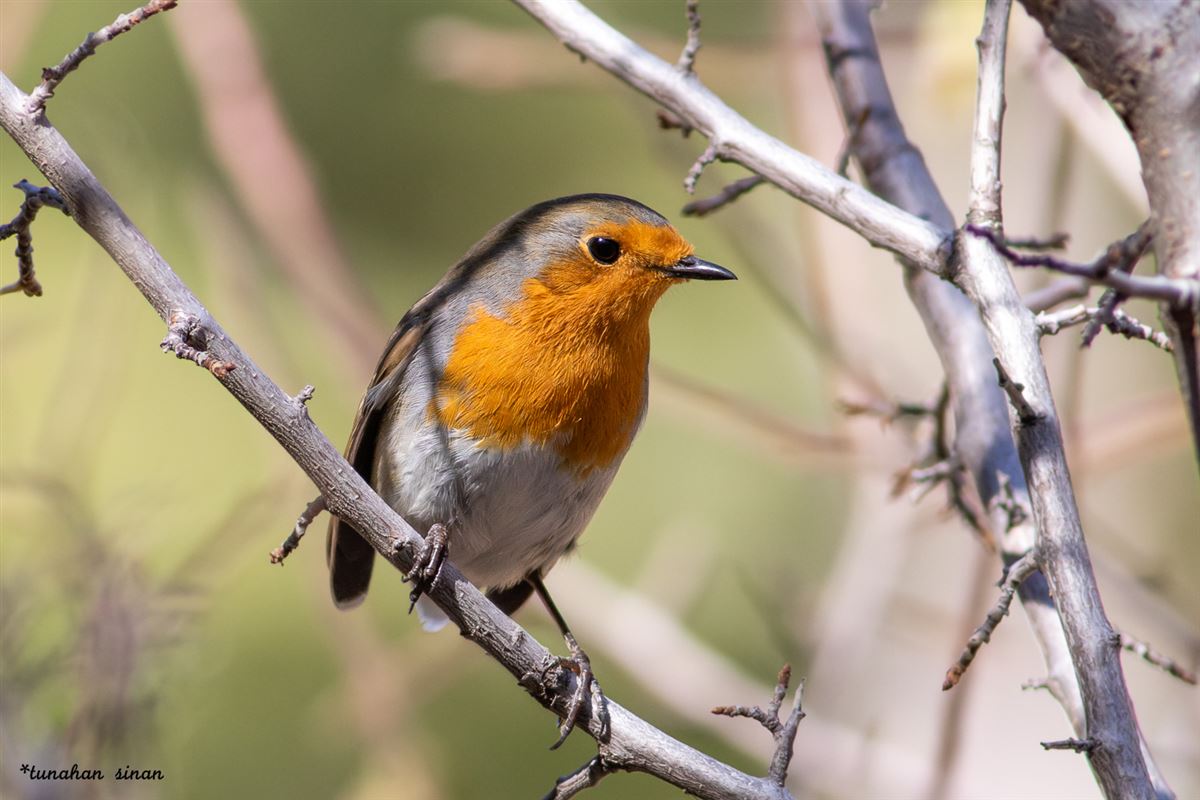 European Robin