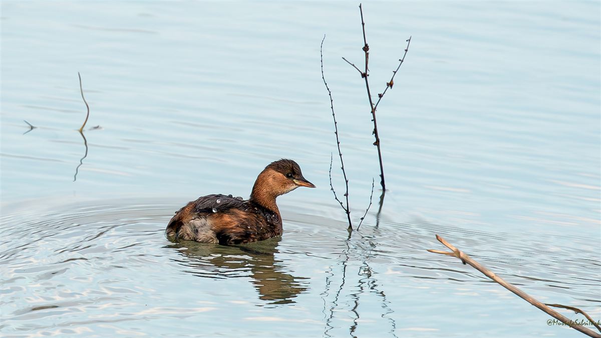 Little Grebe