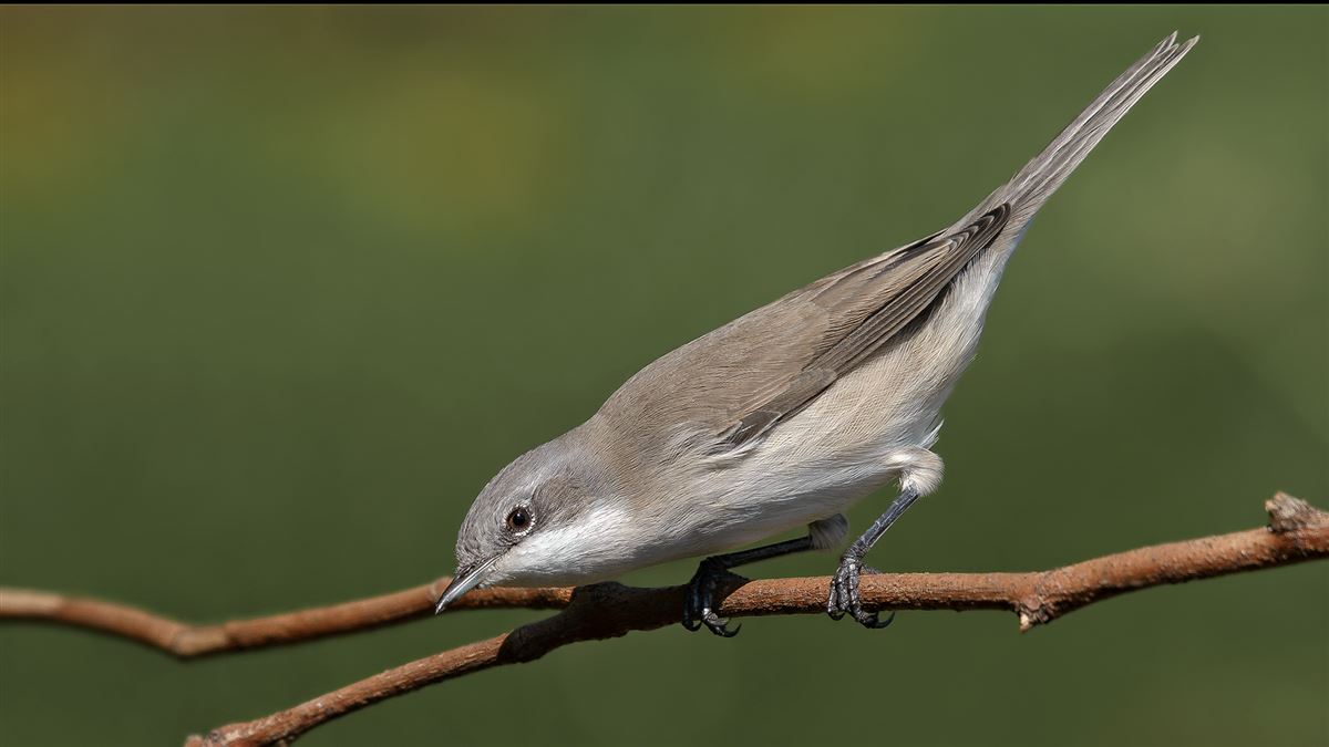 Lesser Whitethroat