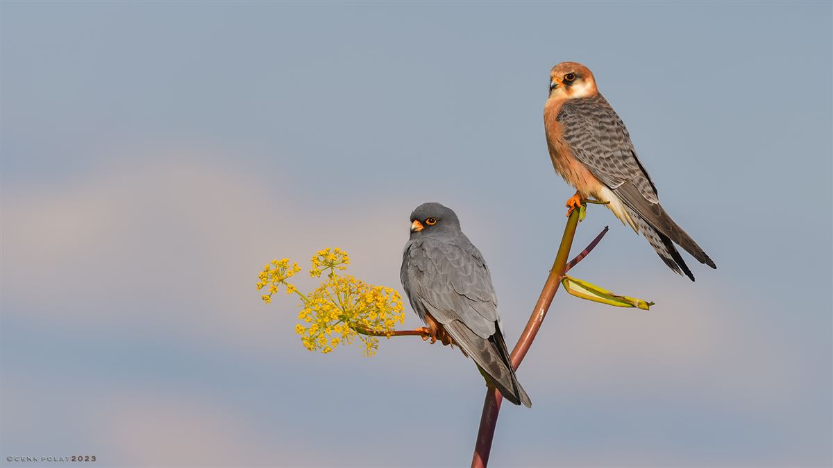 Red-footed Falcon