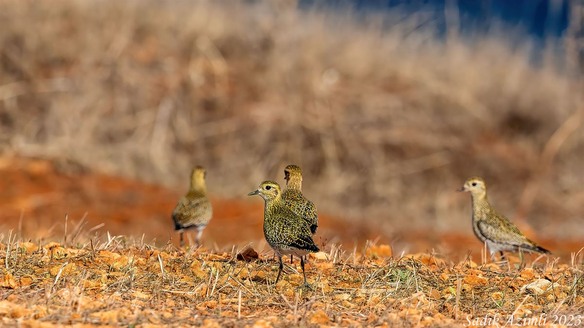 European Golden Plover