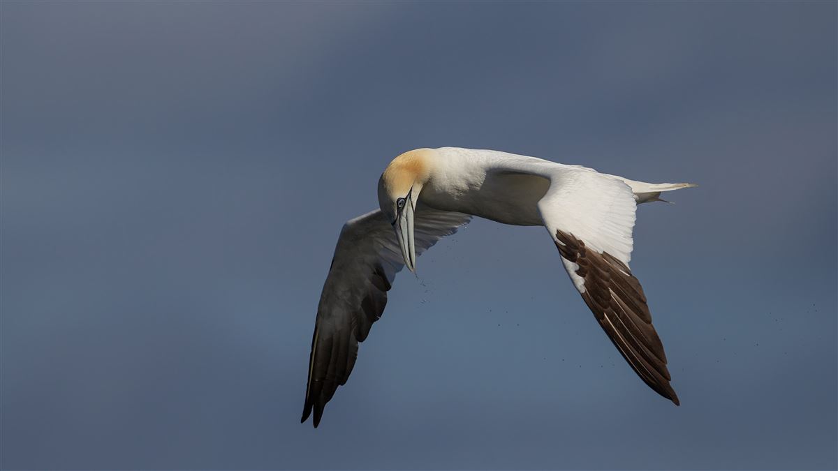 Northern Gannet
