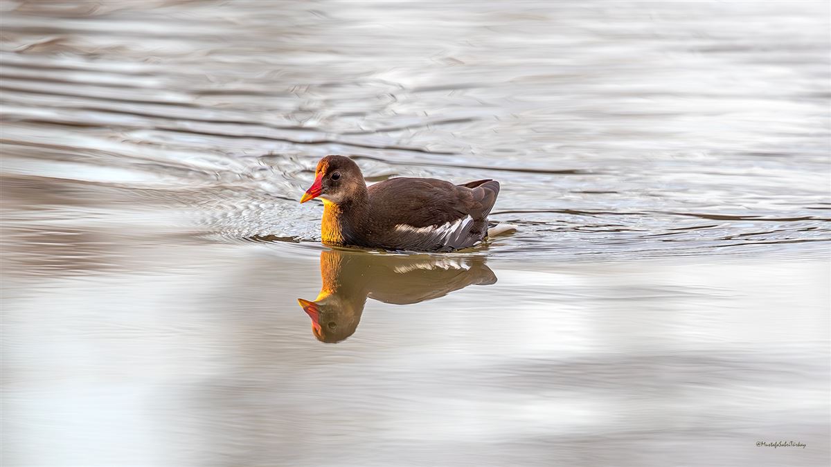 Common Moorhen