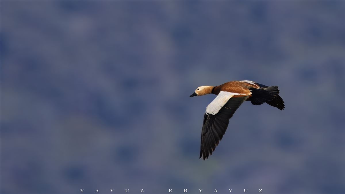 Ruddy Shelduck