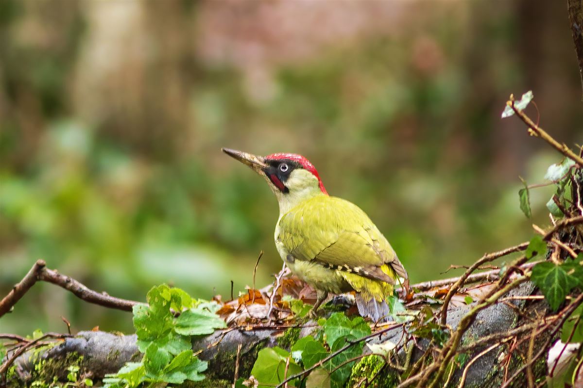 European Green Woodpecker