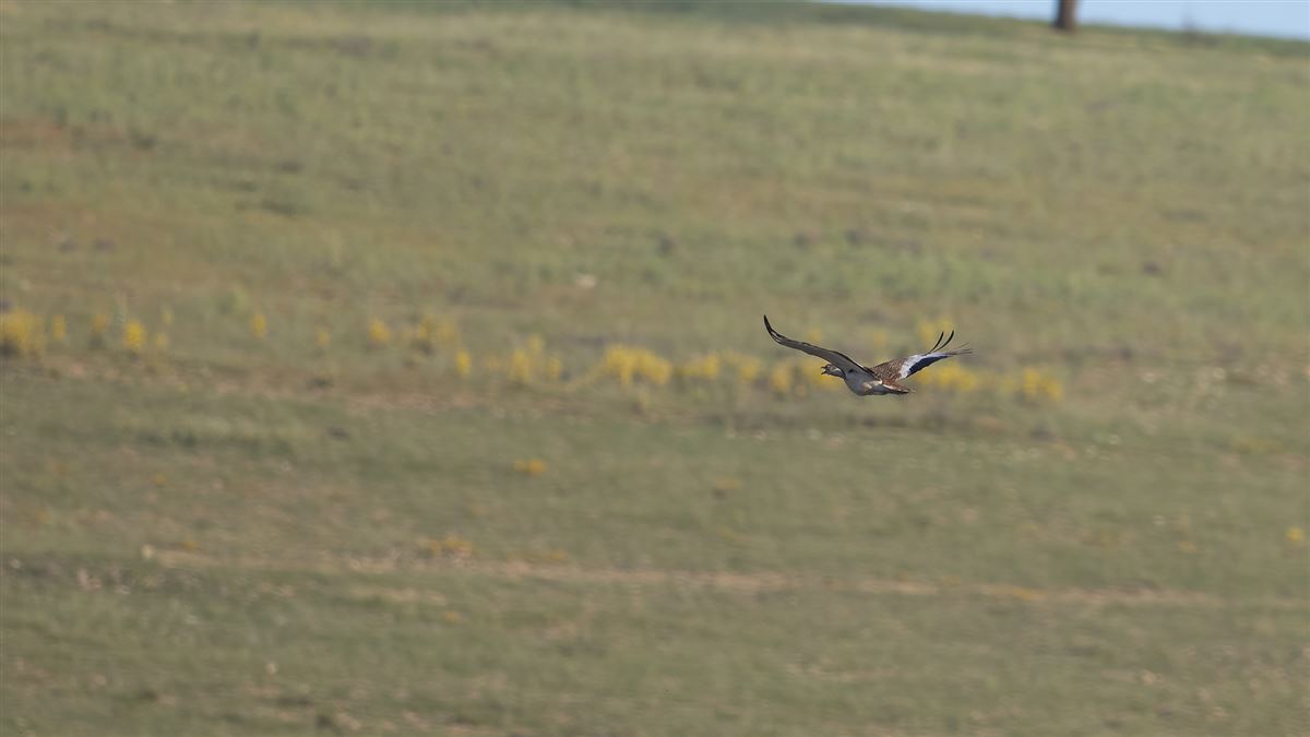 Great Bustard