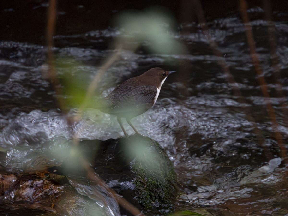 White-throated Dipper